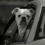 How to Prepare Your Dog for Long Travel Prevent Stress, Nausea, and Motion Sickness